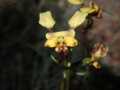 Diuris refracta