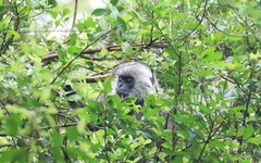 Trachypithecus germaini