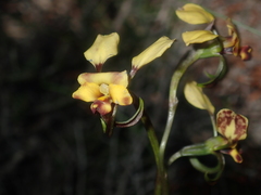 Diuris refracta