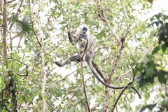 Trachypithecus germaini