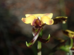 Diuris refracta