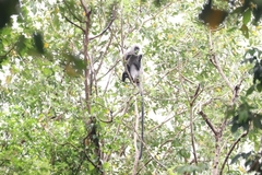 Trachypithecus germaini