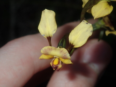 Diuris refracta