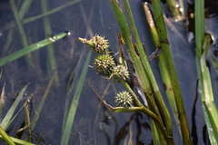 Sparganium japonicum