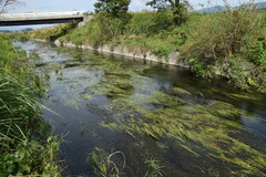 Sparganium japonicum