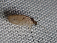 Sympherobius barberi