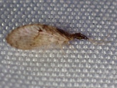 Sympherobius barberi