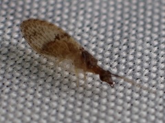 Sympherobius barberi