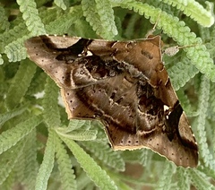 Euclystis guerini