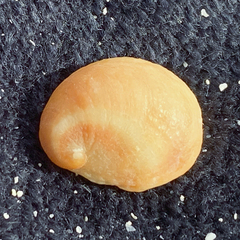 Bostrycapulus pritzkeri