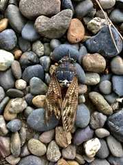 Graptopsaltria nigrofuscata