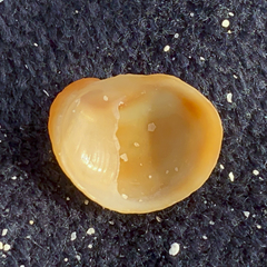 Bostrycapulus pritzkeri