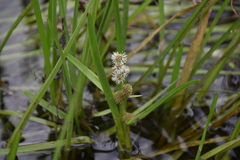 Sparganium japonicum