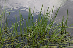 Sparganium japonicum