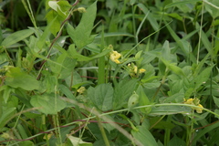 Vigna angularis nipponensis