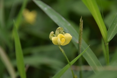 Vigna angularis nipponensis