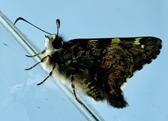 Zestusa elwesi