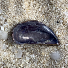 Brachidontes ustulatus
