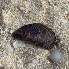 Brachidontes ustulatus