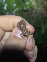 Eleutherodactylus cochranae