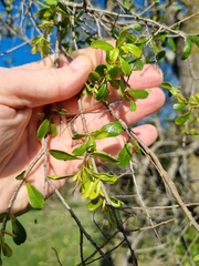 Bursaria spinosa