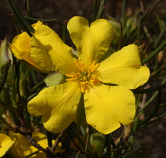 Hibbertia striata