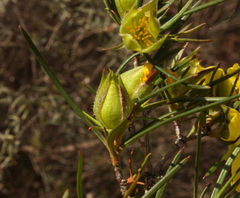 Hibbertia striata