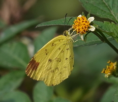 Eurema