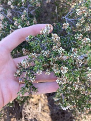 Cryptandra spyridioides