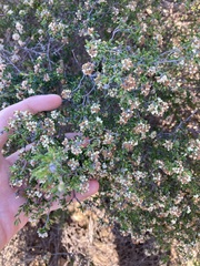 Cryptandra spyridioides