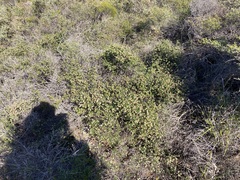 Cryptandra spyridioides