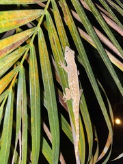 Anolis pentaprion