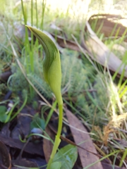 Pterostylis curta
