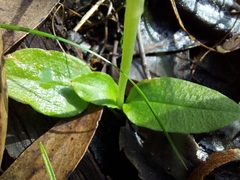 Pterostylis curta