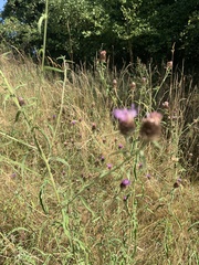 Centaurea nemoralis