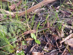 Pterostylis curta