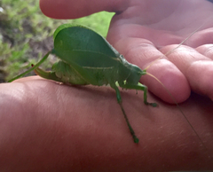 Paracyrtophyllus robustus