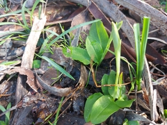 Pterostylis curta
