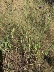 Centaurea nemoralis