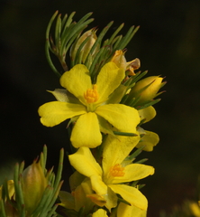 Hibbertia hibbertioides hibbertioides