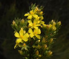 Hibbertia hibbertioides hibbertioides