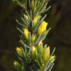 Hibbertia hibbertioides hibbertioides