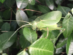 Paracyrtophyllus robustus