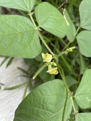 Vigna radiata