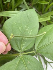 Vigna radiata