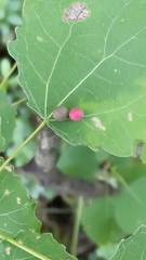 Harmandiola tremulae