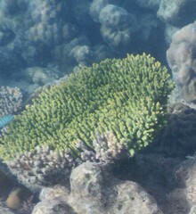 Acropora millepora