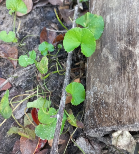 Centella asiatica image