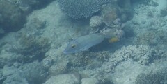 Lethrinidae