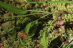 Hieracium subpellucidum